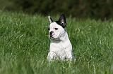 BOULEDOGUE FRANCAIS 1072